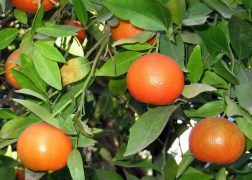 Citrus Clementina Clementino / Klementin mandarin